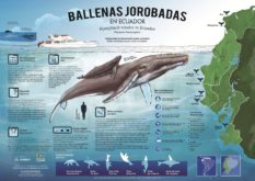 Observacion ballenas jorobadas. Ecuador