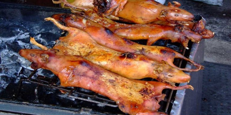 Roasted guinea pigs. Andes. Facts about Ecuador