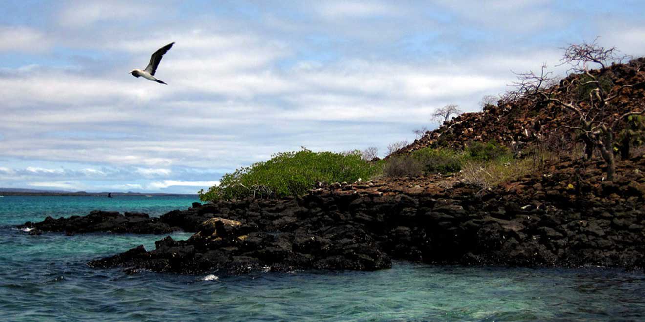 Baltra Island, Galápagos, Ecuador. Things to do. Animals - PlanetAndes