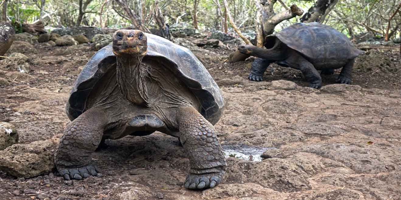 Baltra Island, Galápagos, Ecuador. Things to do. Animals - PlanetAndes