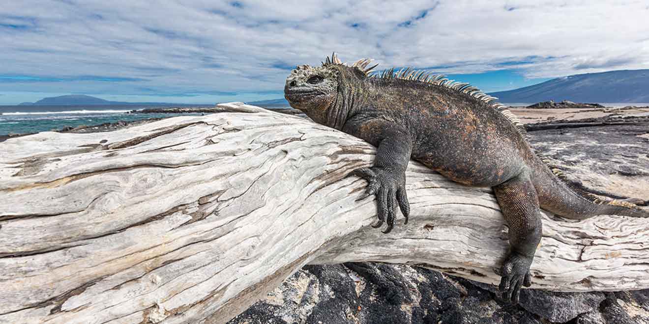 Fernandina Island, Galápagos, Ecuador. Things to do. Animals - PlanetAndes